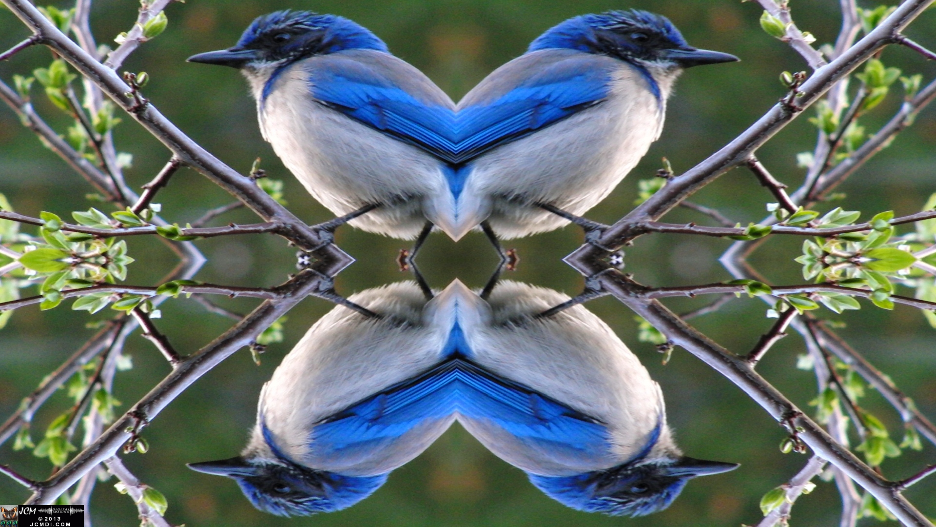 Scrub Jay on twig sunset quadroscopic image